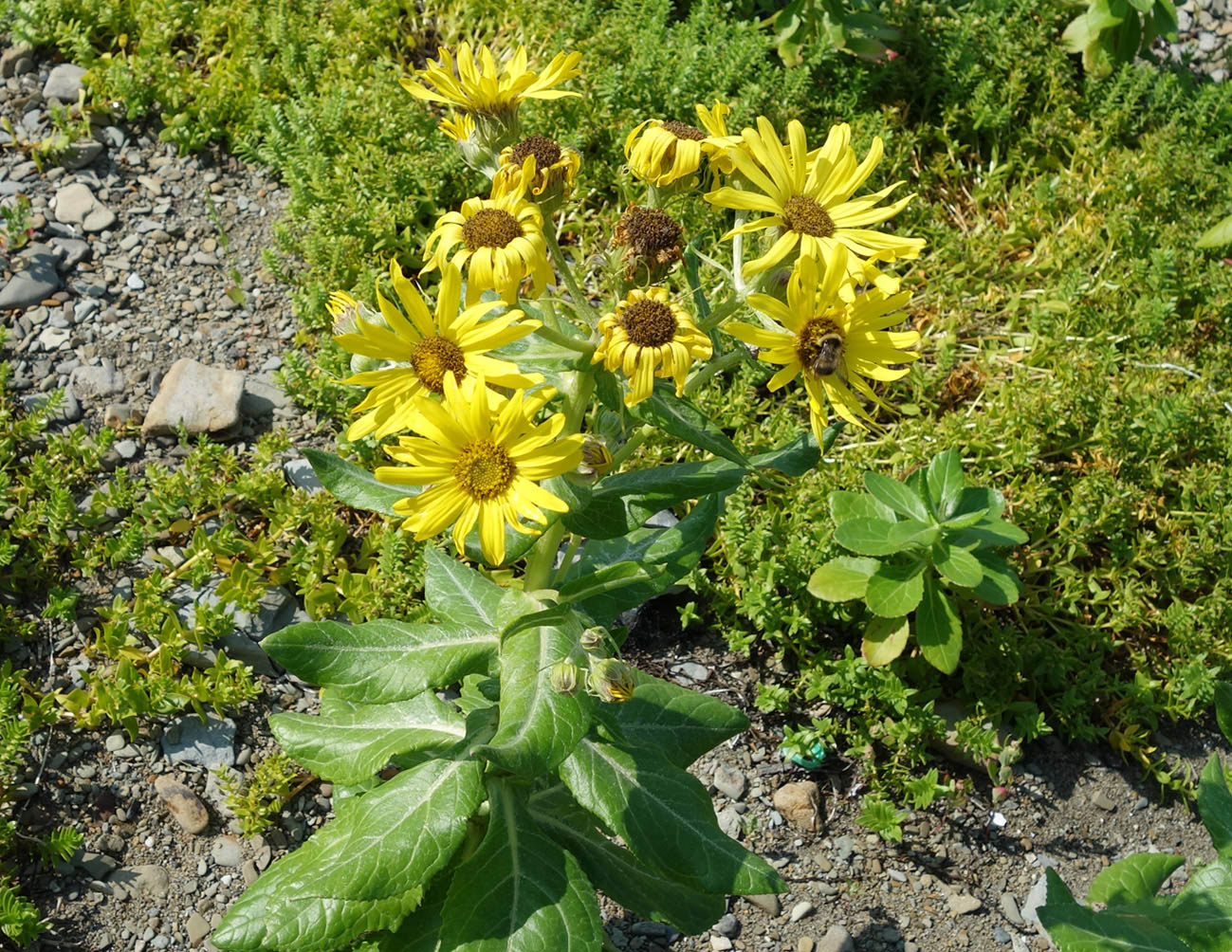 Изображение особи Senecio pseudoarnica.