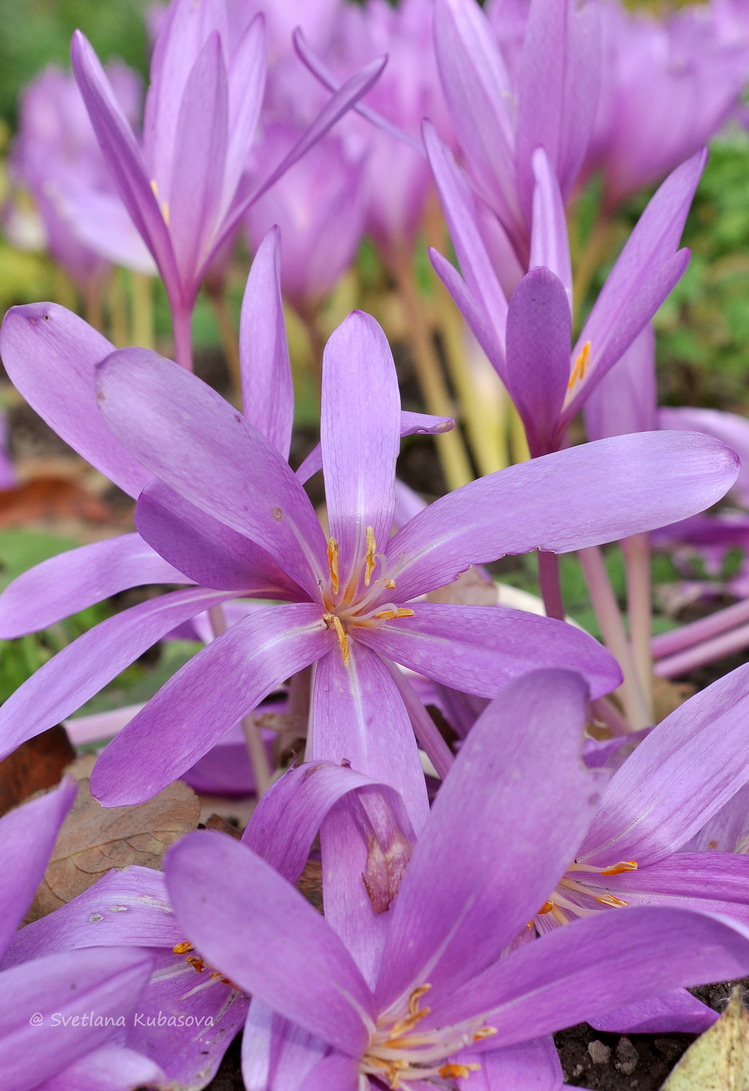 Image of genus Colchicum specimen.