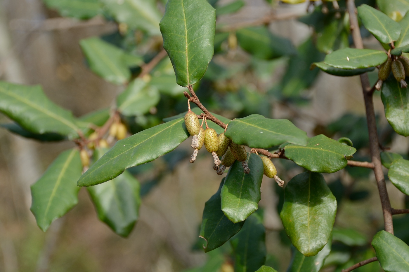 Image of Elaeagnus pungens specimen.