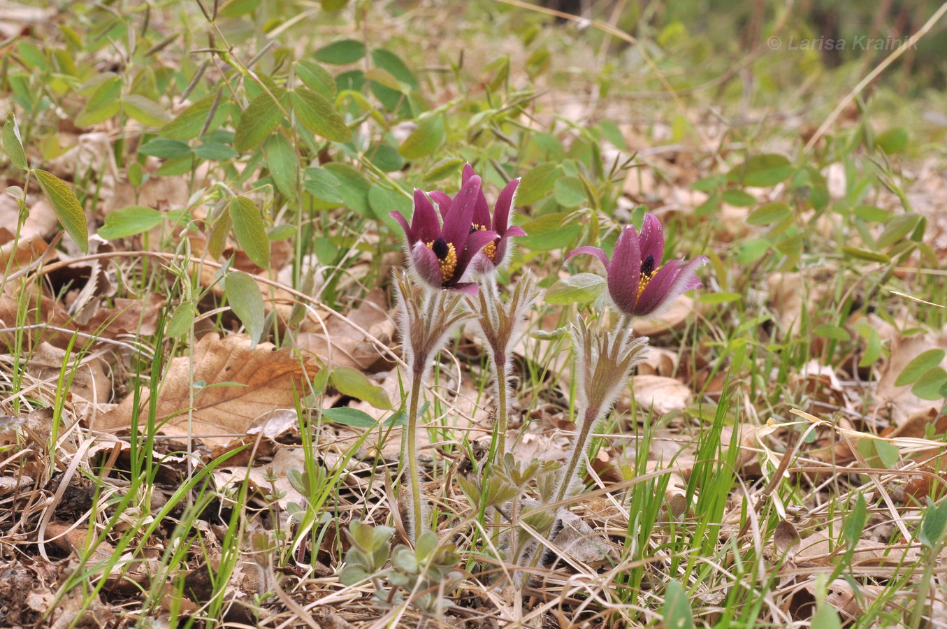 Изображение особи Pulsatilla &times; kissii.