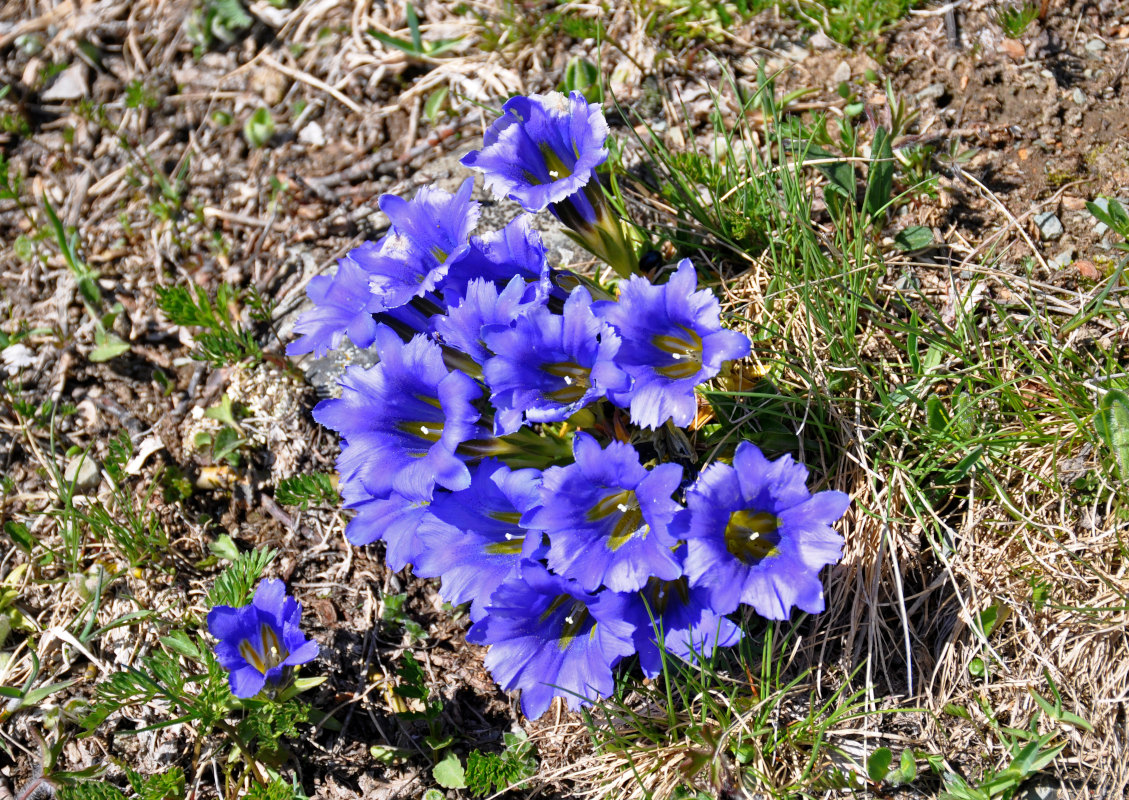 Изображение особи Gentiana grandiflora.