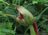 Phragmipedium kovachii