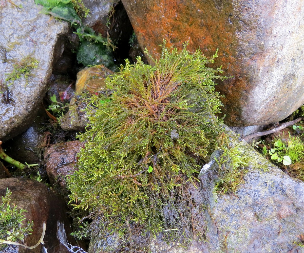 Image of class Bryopsida specimen.