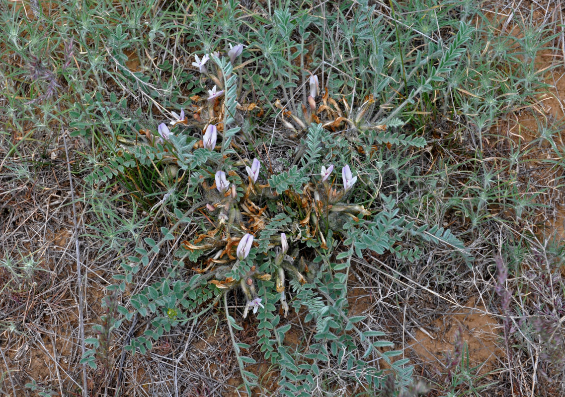 Image of Astragalus dolichophyllus specimen.