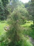 Thuja occidentalis