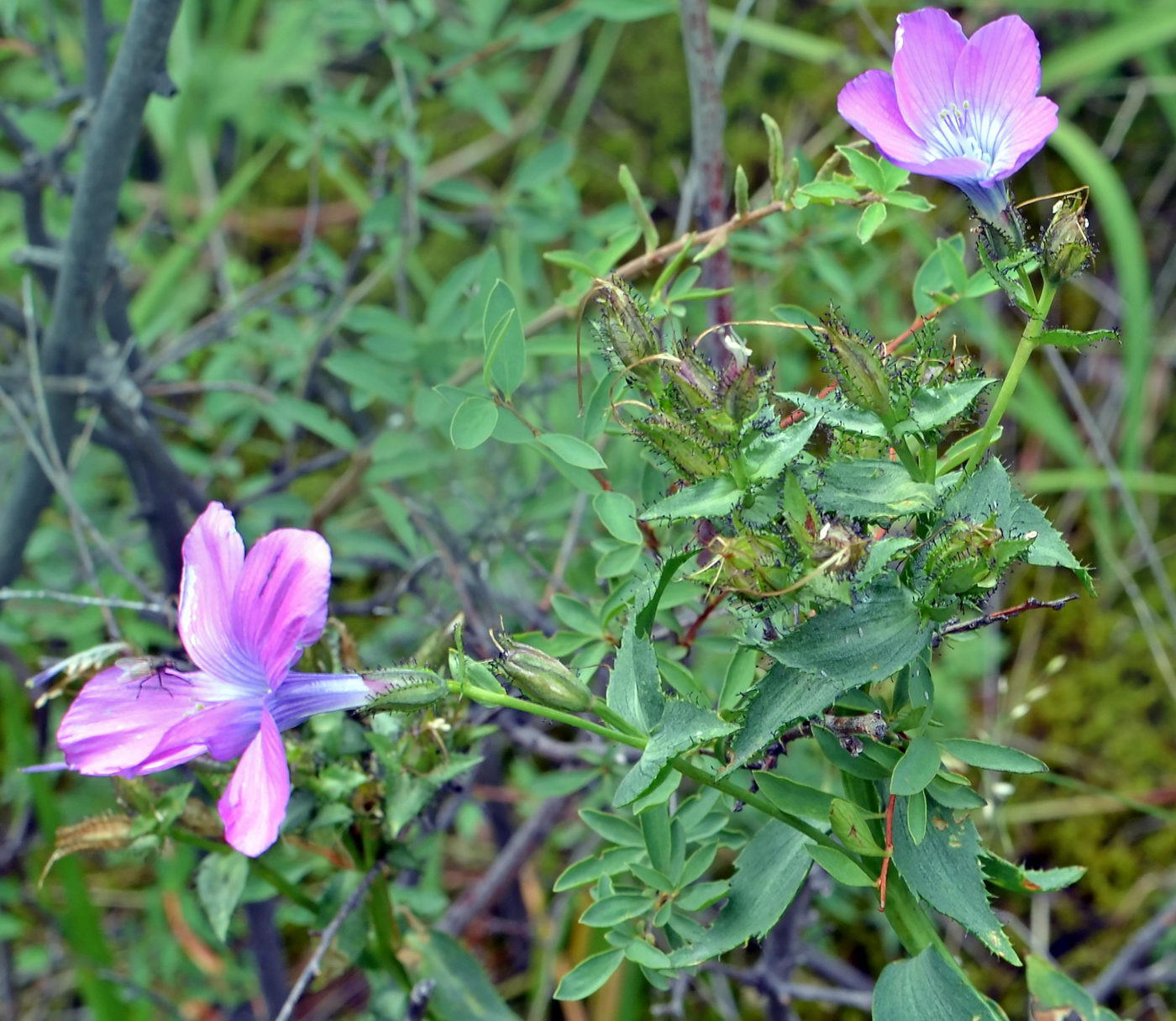 Image of Linum heterosepalum specimen.