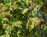 &times; Crataegosorbus miczurinii