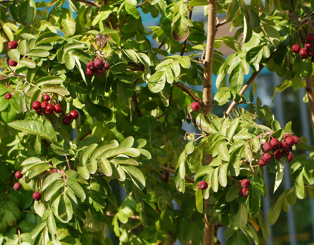 Изображение особи × Crataegosorbus miczurinii.
