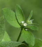Asperugo procumbens