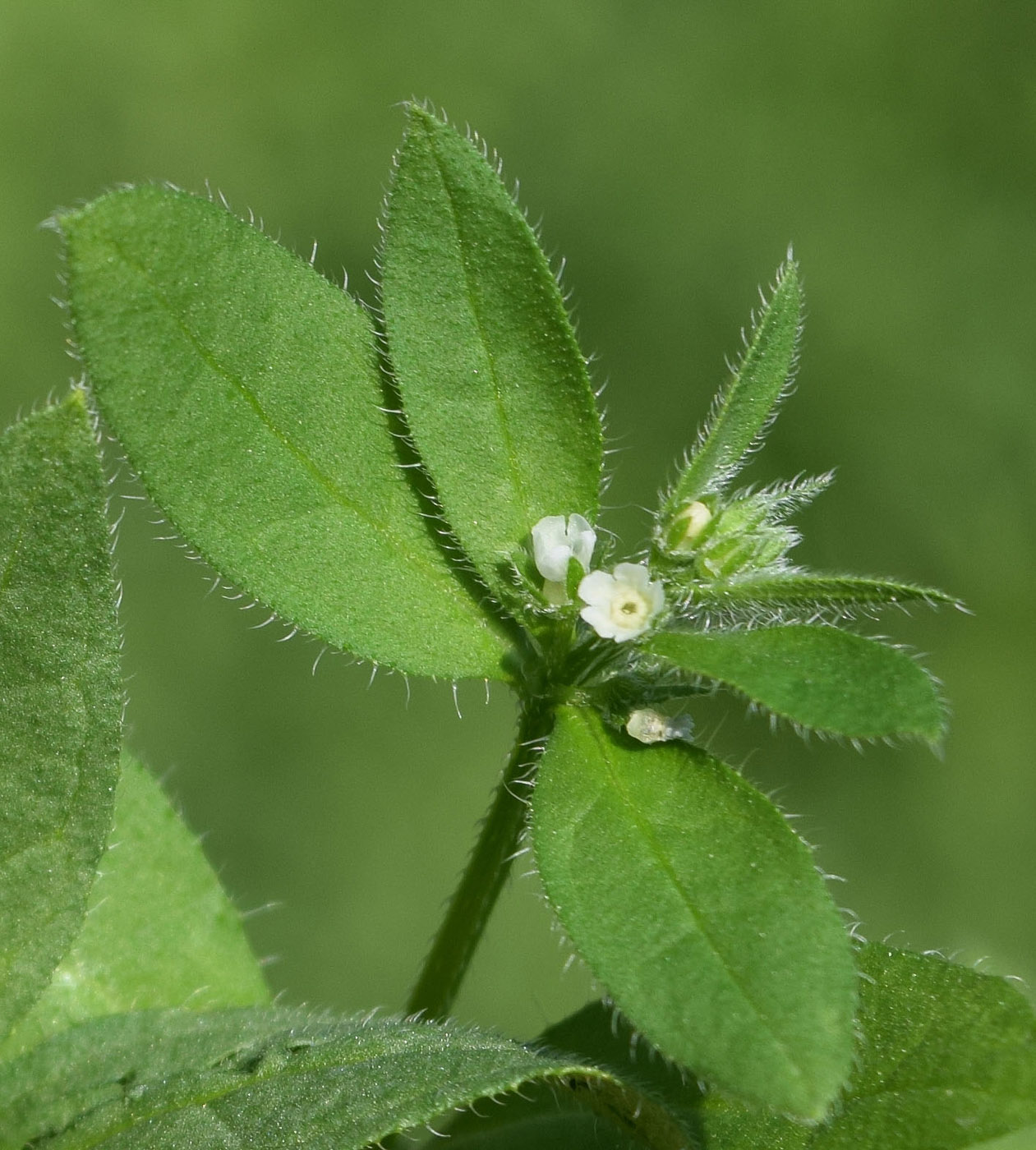 Изображение особи Asperugo procumbens.