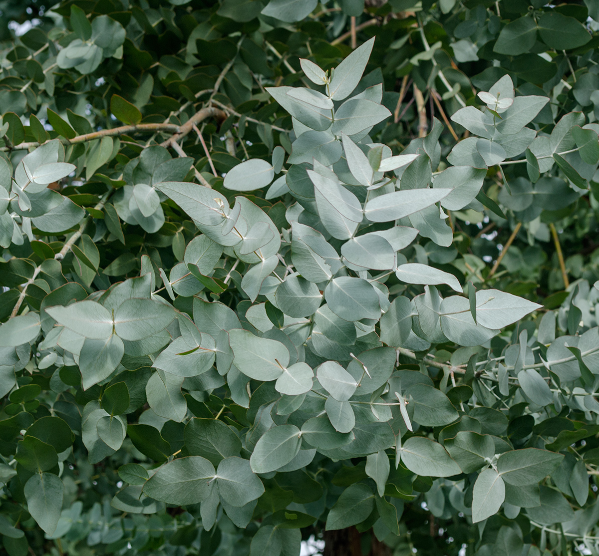 Image of Eucalyptus gunnii specimen.