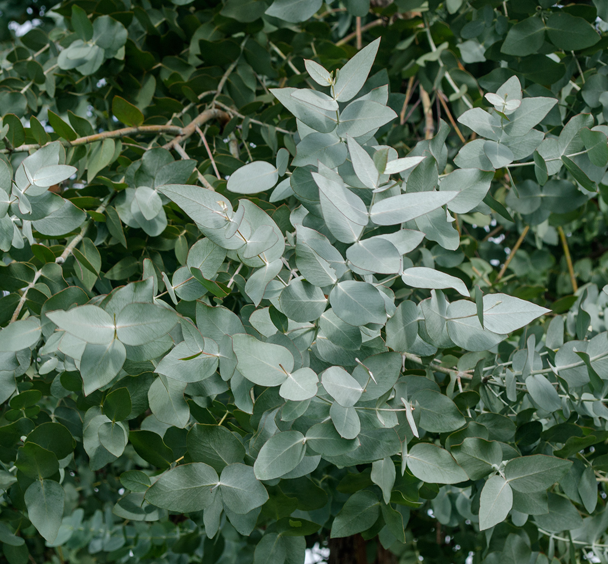 Изображение особи Eucalyptus gunnii.