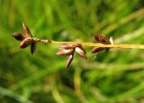 Carex loliacea