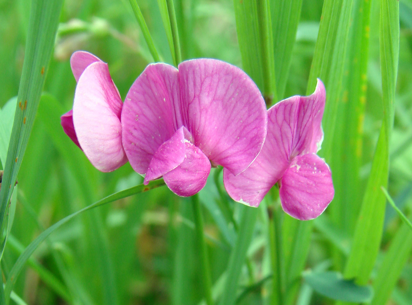 Изображение особи Lathyrus sylvestris.