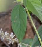 Nelsia quadrangula