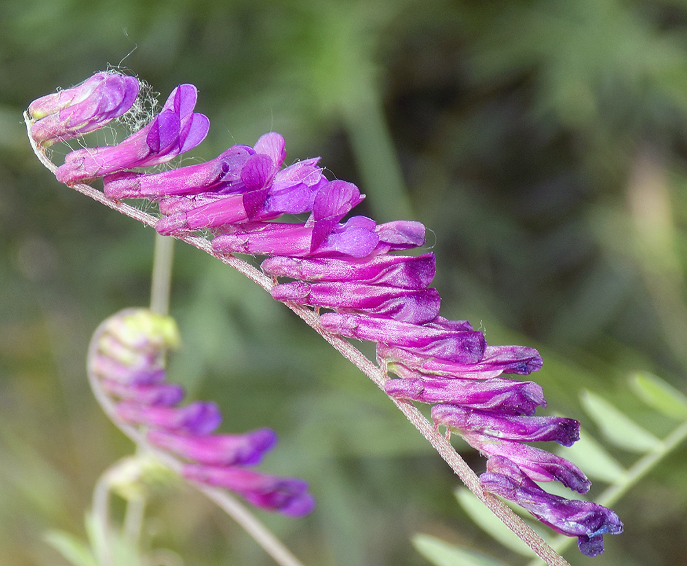 Изображение особи Vicia varia.