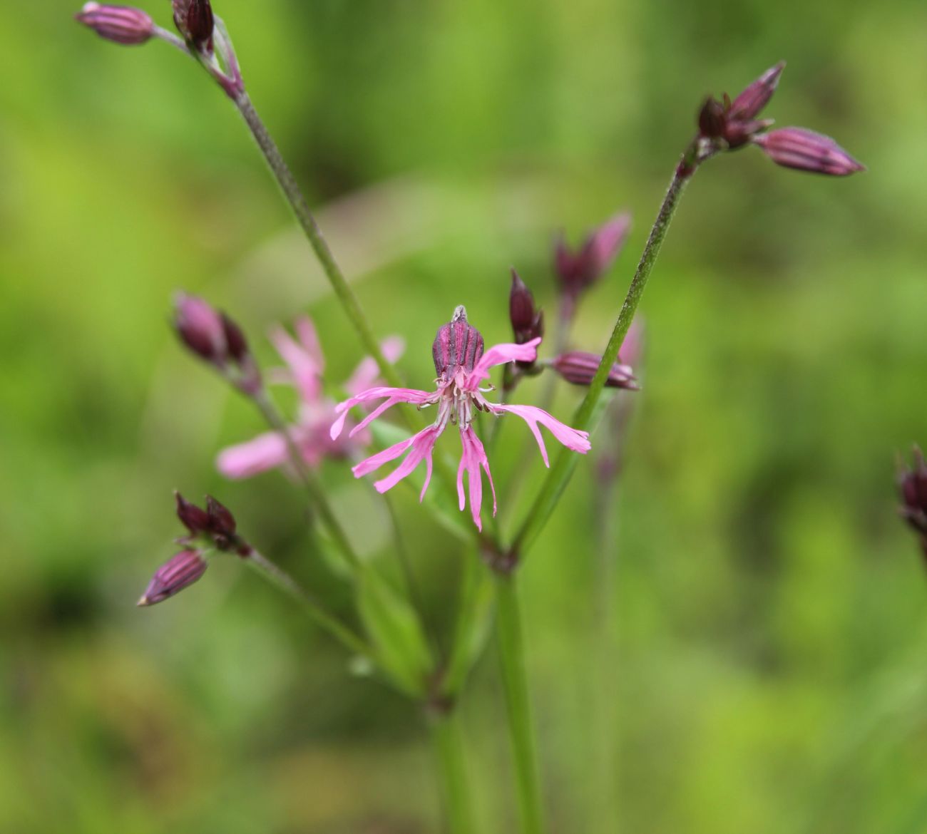 Изображение особи Coccyganthe flos-cuculi.