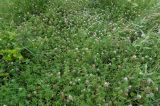 Trifolium diffusum