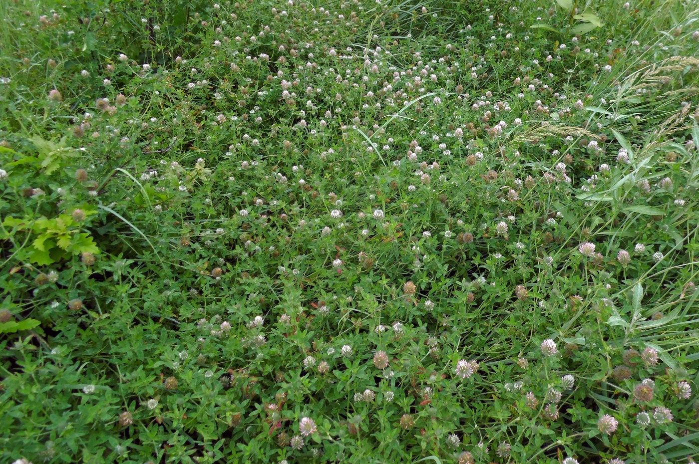 Image of Trifolium diffusum specimen.