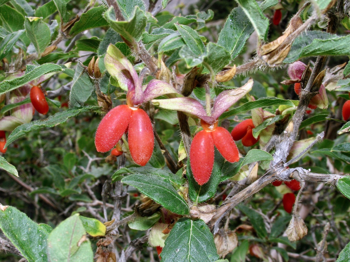 Изображение особи Lonicera hispida.