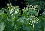 Nicotiana sylvestris