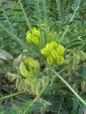 Astragalus polyphyllus. Соцветия и основания листьев. Кабардино-Балкария, Эльбрусский р-н, окр. с. Нейтрино, ок. 1900 м н.у.м., скалистый склон. 08.07.2020.