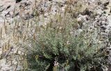 Satureja macrantha