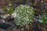 Minuartia inamoena
