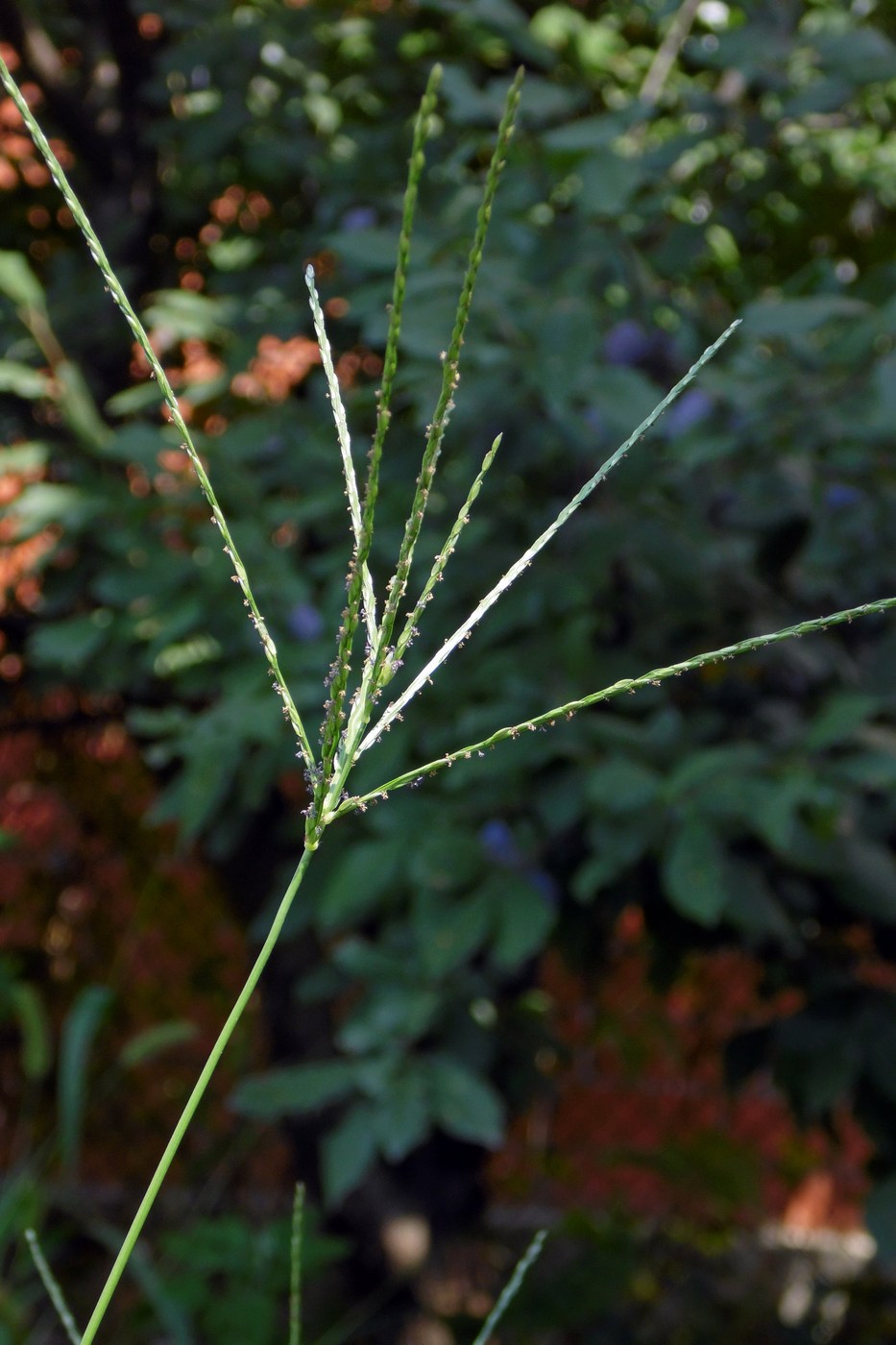 Image of genus Digitaria specimen.