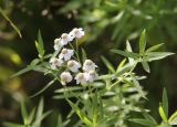 Achillea ptarmica