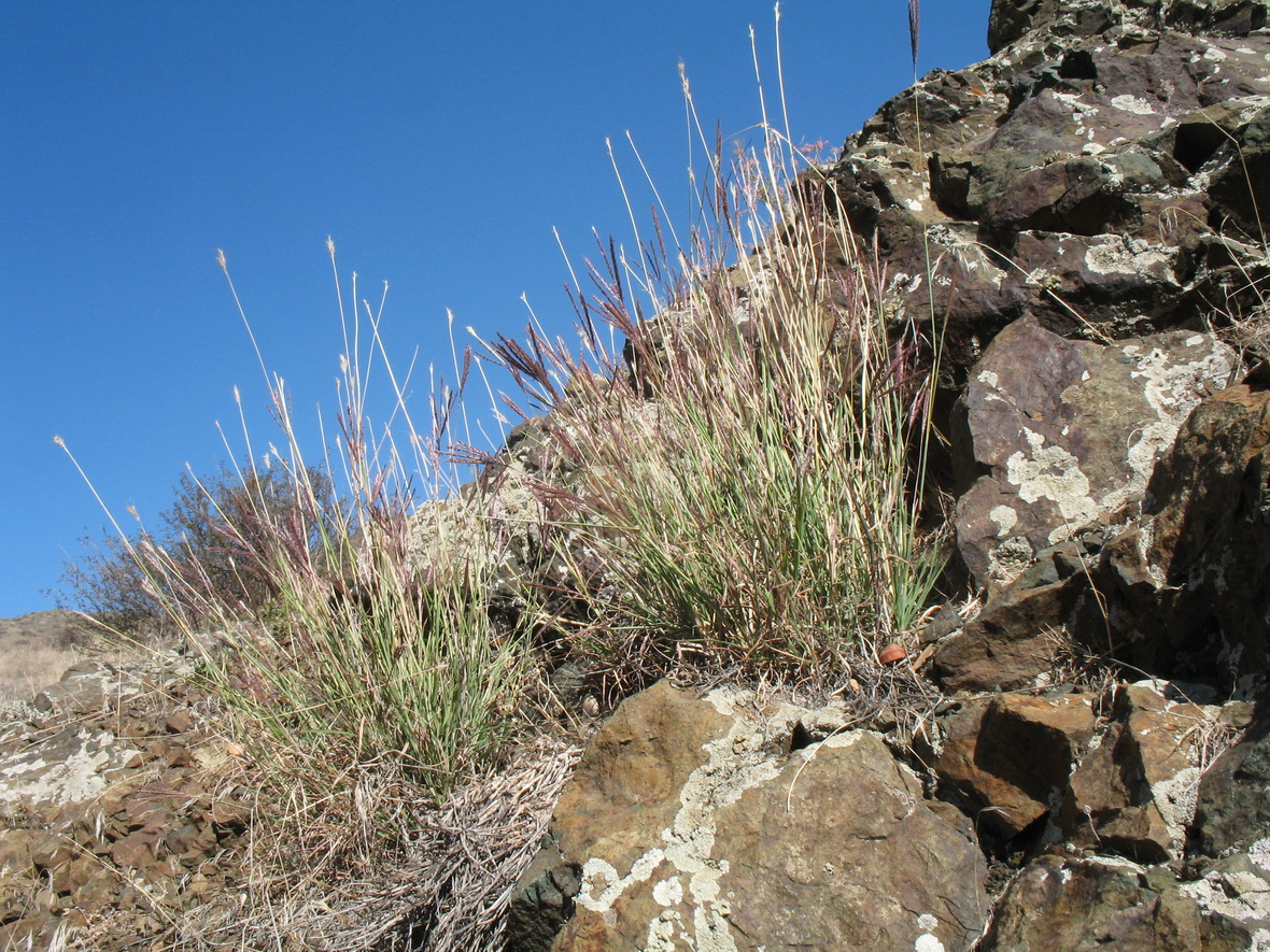 Image of Bothriochloa ischaemum specimen.