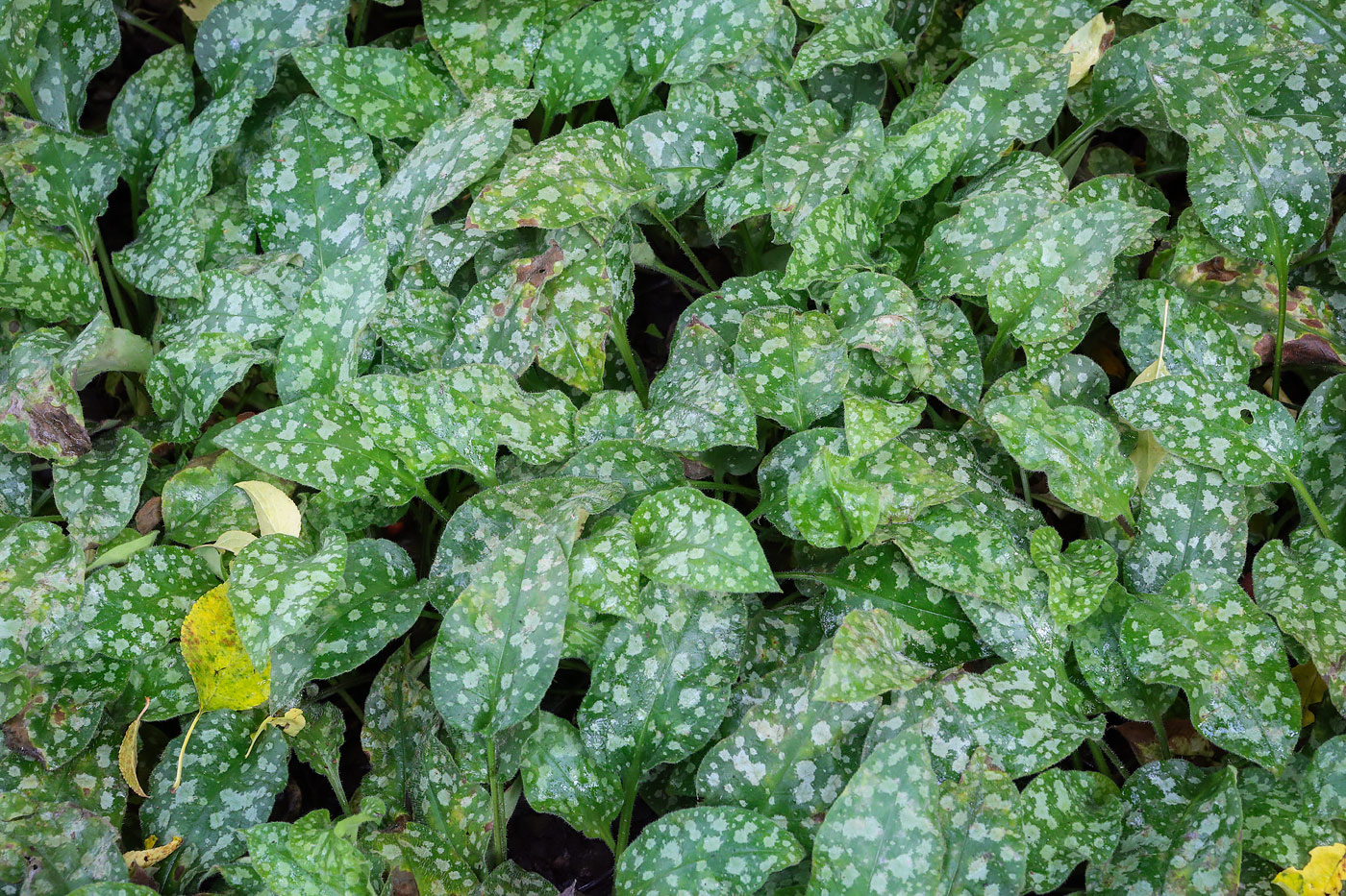 Изображение особи Pulmonaria saccharata.