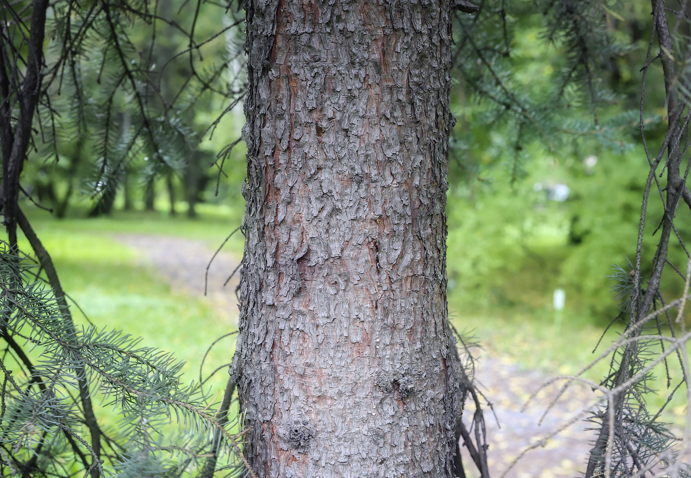 Изображение особи Picea mariana.