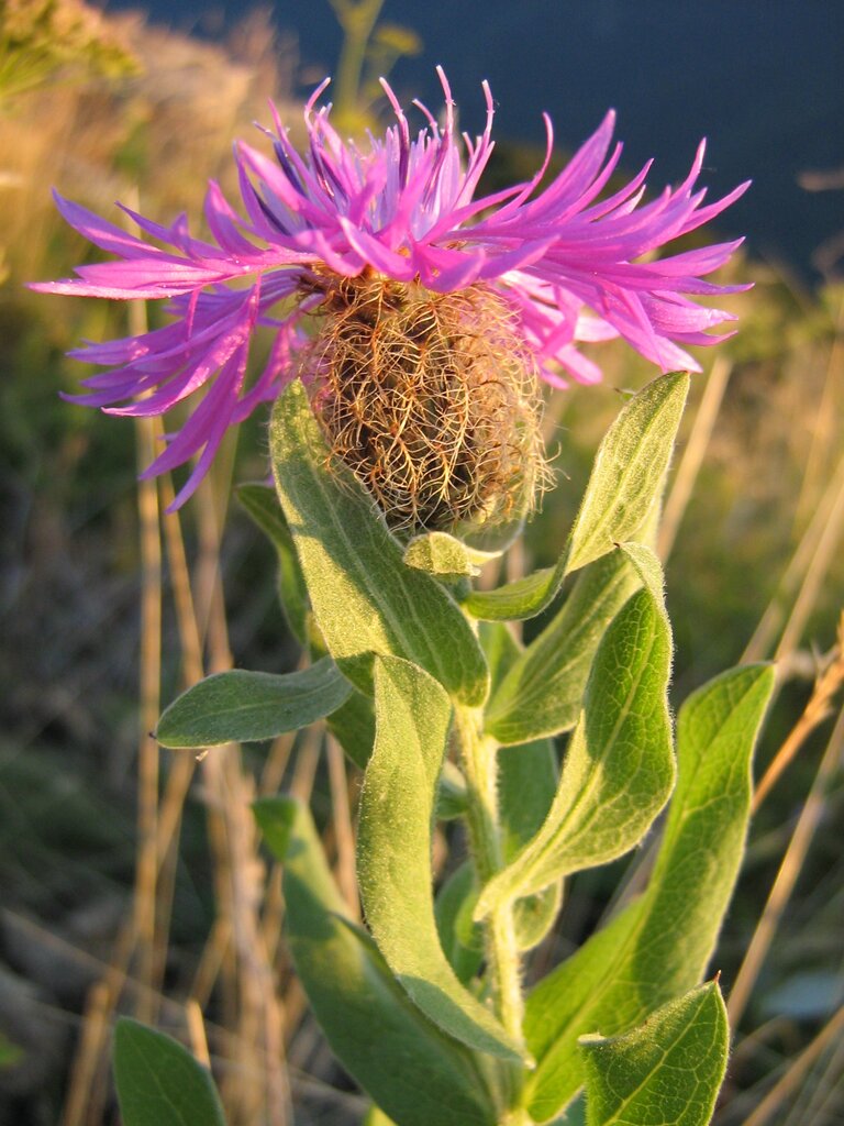 Image of Centaurea nervosa ssp. davidovii specimen.