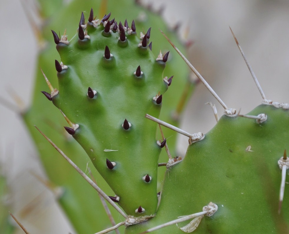 Изображение особи Opuntia monocantha.