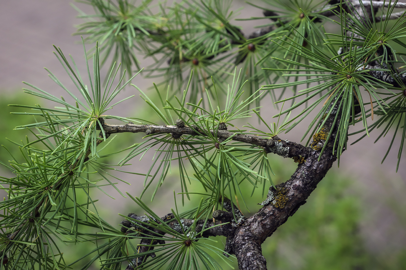 Image of Larix sibirica specimen.