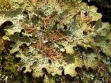 Lobaria pulmonaria. Слоевища. Красноярский край, Эвенкийский р-н, государственный природный заповедник \"Тунгусский\", окр. оз. Пеюнгда, лиственично-сосновый разнотравно-бруснично-зеленомошный лес, на крупном камне. 25.06.2014.