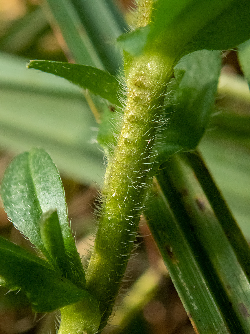 Image of Myosotis palustris specimen.