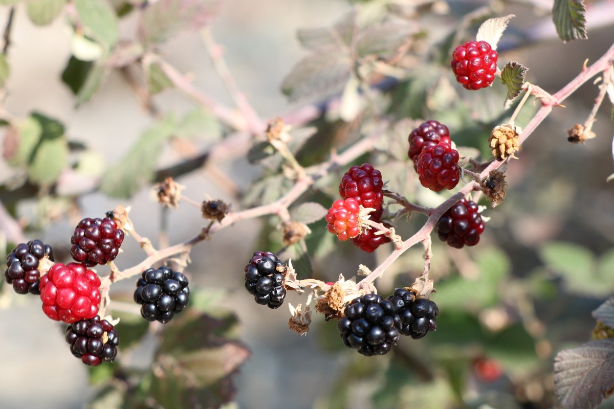 Image of Rubus ibericus specimen.