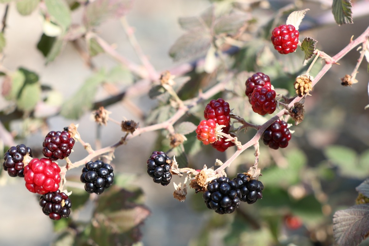 Изображение особи Rubus ibericus.