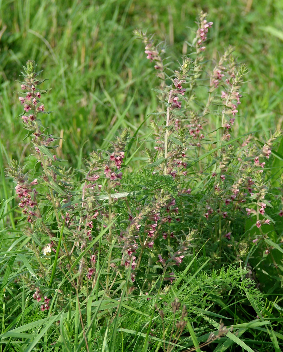 Изображение особи Odontites vulgaris.