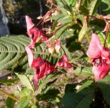 Impatiens glandulifera. Верхушка побега с аномально окрашенными и деформированными цветками и плодом. Тверская обл., г. Тверь, Заволжский р-н, ул. Веселова, канава. 12 сентября 2020 г.