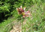 Tragopogon balcanicus