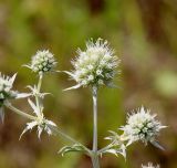 Eryngium planum. Верхушка побега с соцветием без сизой окраски (окружающие экземпляры синеголовника в той же фенофазе были с интенсивной сизой окраской). Алтайский край, Кулундинская степь, окр. пос. Степное озеро, склон котловины озера Селитренного (у южного берега), луговая степь. 08.07.2020.