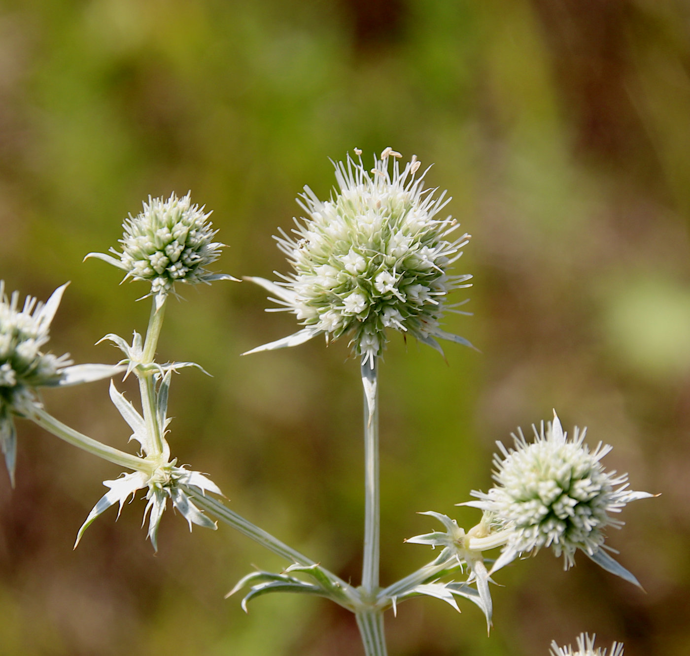 Изображение особи Eryngium planum.