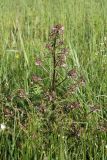 Pedicularis palustris