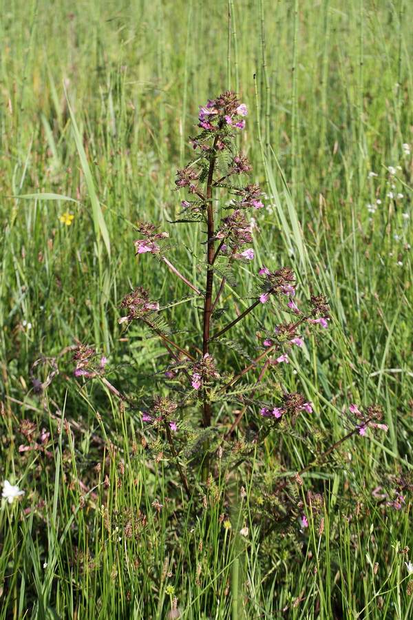 Image of Pedicularis palustris specimen.