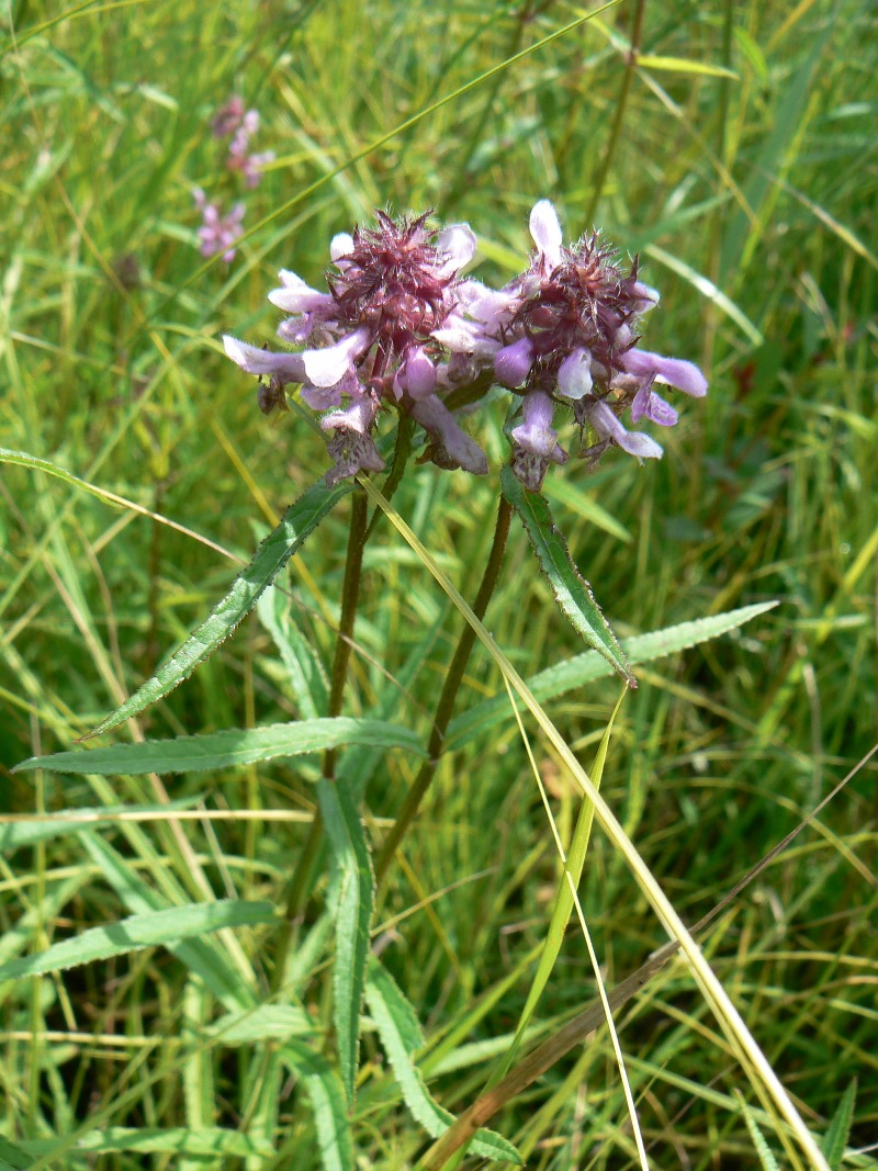 Изображение особи Stachys aspera.