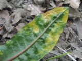 Cichorium intybus. Верхушка листа, поражённого хлорозом (вид на абаксиальную поверхность). Краснодарский край, Абинский р-н, ст-ца Холмская, берег р. Хабль. 27.04.2020.