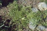 Vincetoxicum sibiricum